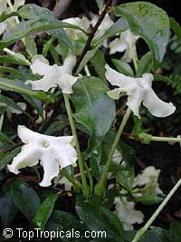 Brunfelsia nitida, Lady of the Night

Click to see full-size image