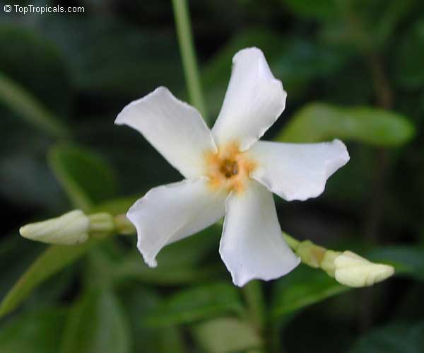 Trachelospermum asiaticum 'Minima', Dwarf Confederate Jasmine, Minimound
