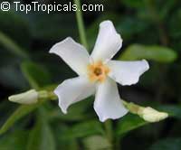 Trachelospermum asiaticum 'Minima', Dwarf Confederate Jasmine, Minimound

Click to see full-size image