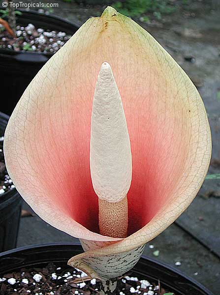 Amorphophallus bulbifer, Voodoo Lily