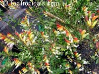 Ipomoea lobata, Ipomoea versicolor, Mina lobata, Quamoclit lobata, Firecracker vine, Spanish flag, Exotic Love

Click to see full-size image