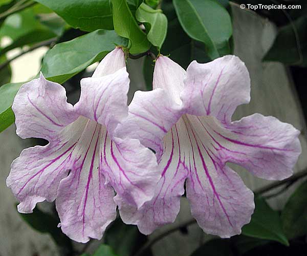 Clytostoma callistegioides, Bignonia lindleyana, Violet Trumpet Vine, Lavender Trumpet Vine