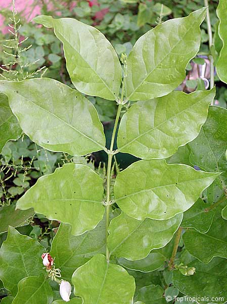 Jasminum sambac Belle of India Elongata, Nyctanthes sambac, Belle of India, Mangalore Malli, Uduppii Malli, Shankarapuram Malli