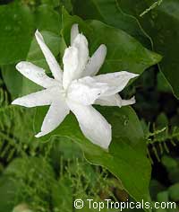 Jasminum sambac Belle of India Elongata, Nyctanthes sambac, Belle of India

Click to see full-size image
