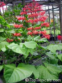 Clerodendrum paniculatum, Pagoda Flower, Orange Tower Flower, Clerodendron

Click to see full-size image
