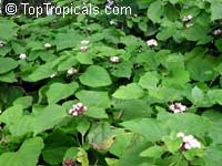 Clerodendrum philippinum, Clerodendrum fragrans pleniflorum, Clerodendrum chinense, Volkameria fragrans, Chinese Glory Bower, Cashmere bouquet, Scent Malli, False Pikake, Glory Tree, Clerodendron

Click to see full-size image