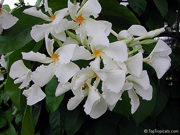 Chonemorpha fragrans - Frangipani vine