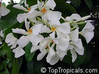 Chonemorpha fragrans, Chonemorpha macrophylla, Frangipani vine

Click to see full-size image