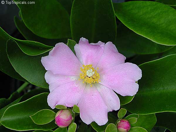 Pereskia grandifolia - Pink Rose cactus