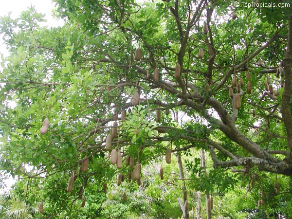 Kigelia pinnata, Kigelia africana, Sausage Tree
