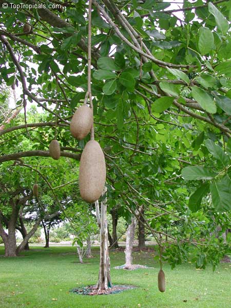 Picture showing Kigelia africana fruits hanging on the tree [1].