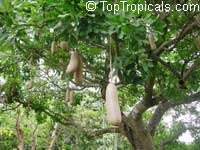Kigelia pinnata, Kigelia africana, Sausage Tree

Click to see full-size image