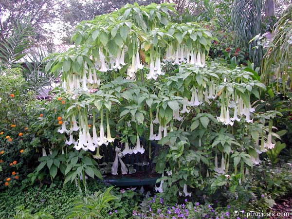 Brugmansia versicolor, Brugmansia versicolor hybrids, Angel's Tears. Cypress Gardens