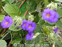 Thunbergia battiscombei, Bengal Clock Vine, Blue Trumpet Vine, Blue Sky vine, Scrambling sky flower, Blue Glory

Click to see full-size image
