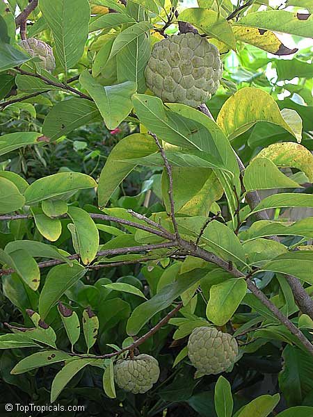 Annona squamosa, Sugar Apple, Custard Apple, Sweetsop-Anon, Sweetsop, Atis, Sitafal, Seetha Payam, Araticum, Sharifa. Var. Thai-Lessard