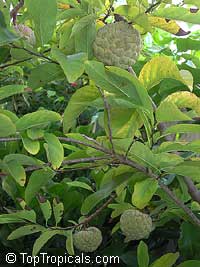 Annona squamosa, Sugar Apple, Custard Apple, Sweetsop-Anon, Sweetsop, Atis, Sitafal, Seetha Payam, Araticum, Sharifa

Click to see full-size image