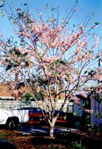 Cassia bakeriana, Dwarf Apple Blossom Tree, Pink Cassia, Pink Shower Cassia, Wishing-tree

Click to see full-size image