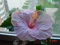 Hibiscus Kristen Coveny, Hibiscus Kristen Coveny

Click to see full-size image