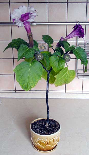 Datura metel Purple - seeds