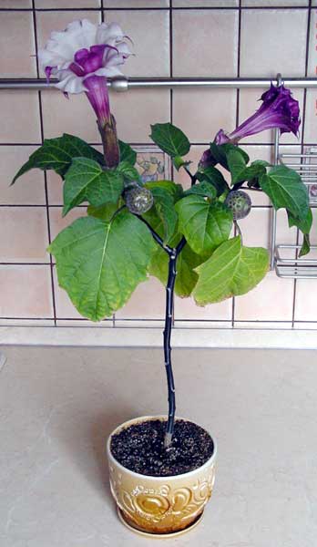 Datura Metel - Horn-of-Plenty