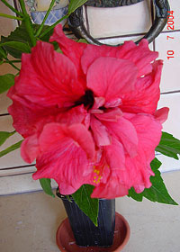 Hibiscus Double Kona, Hibiscus Double Kona

Click to see full-size image