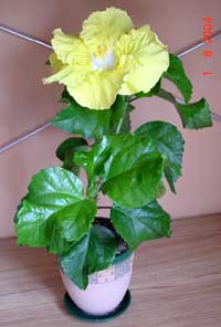 Hibiscus Kinchens Yellow, Hibiscus Kinchens Yellow

Click to see full-size image