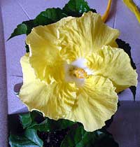 Hibiscus Kinchens Yellow, Hibiscus Kinchens Yellow

Click to see full-size image