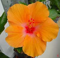 Hibiscus Orange Lagos, Hibiscus Orange Lagos

Click to see full-size image