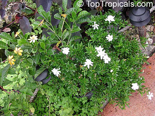 Gardenia radicans, Gardenia prostrata, Dwarf Gardenia Radicans