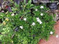 Gardenia radicans, Gardenia prostrata, Dwarf Gardenia Radicans

Click to see full-size image