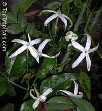 Jasminum tortuosum, African Jasmine, Perfume jasmine