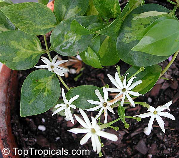 Jasminum volubile, Jasminum simplicifolium, Wax Jasmine, Australian Wax Jasmine