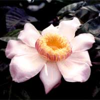 Gustavia gracillima, Heaven Lotus, Narrow-Leaved Gustavia

Click to see full-size image
