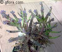 Bryophyllum delagoense, Kalanchoe delagoensis, Kalanchoe tubiflora, Bryophyllum tubiflorum, Bryophyllum verticillatum, Chandelier plant

Click to see full-size image