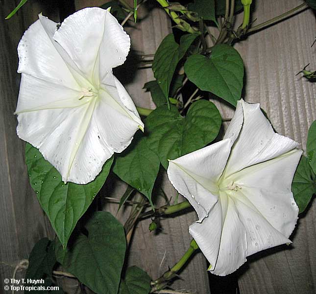 Calonyction aculeatum, Ipomoea alba, Giant moonflower. Photos by Thy T. Huynh