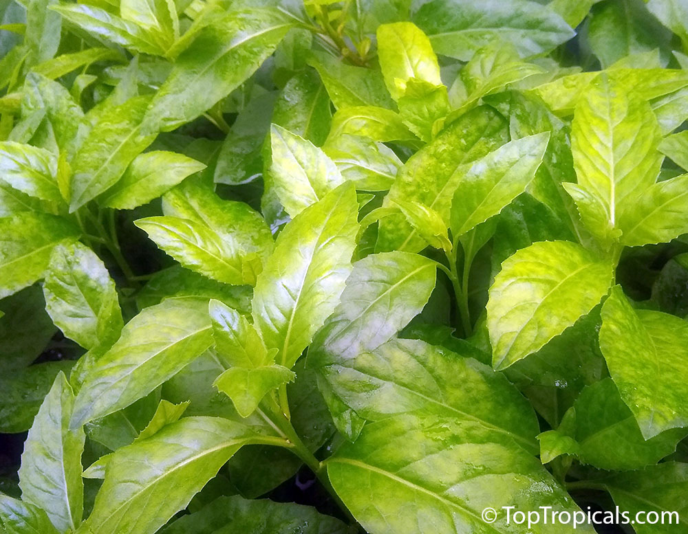 Gynura procubens, Alakaline Herb, Sambung Nyawa, Longevity Spinach