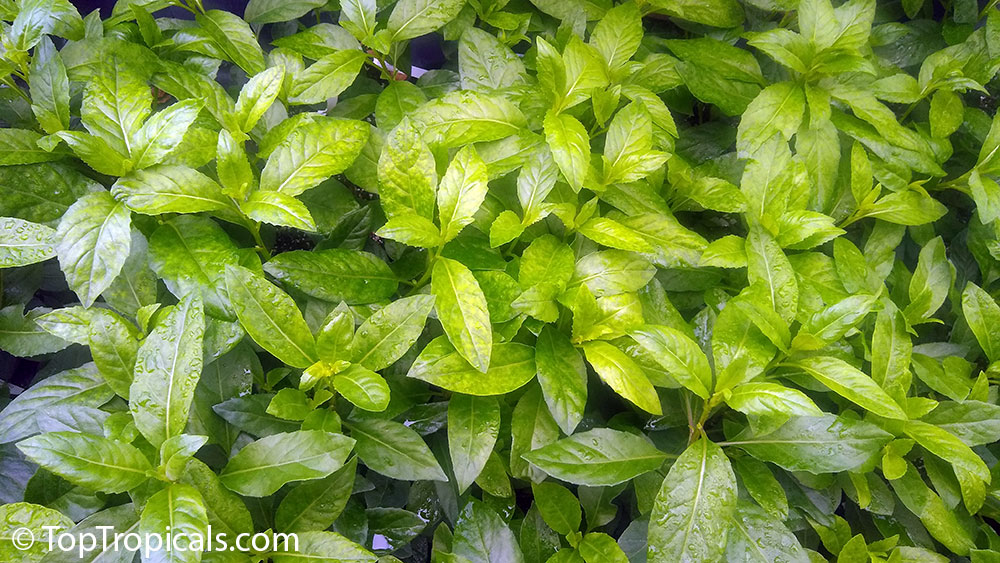 Gynura procumbens, Alakaline Herb, Sambung Nyawa, Longevity Spinach