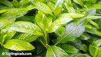 Gynura procubens, Alakaline Herb, Sambung Nyawa, Longevity Spinach

Click to see full-size image
