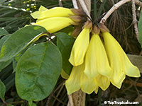 Tecomanthe Aurea, Tecomanthe dendrophylla flava, Yellow Tecomanthe 

Click to see full-size image