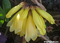Tecomanthe x Aurea - Golden Crown

Click to see full-size image