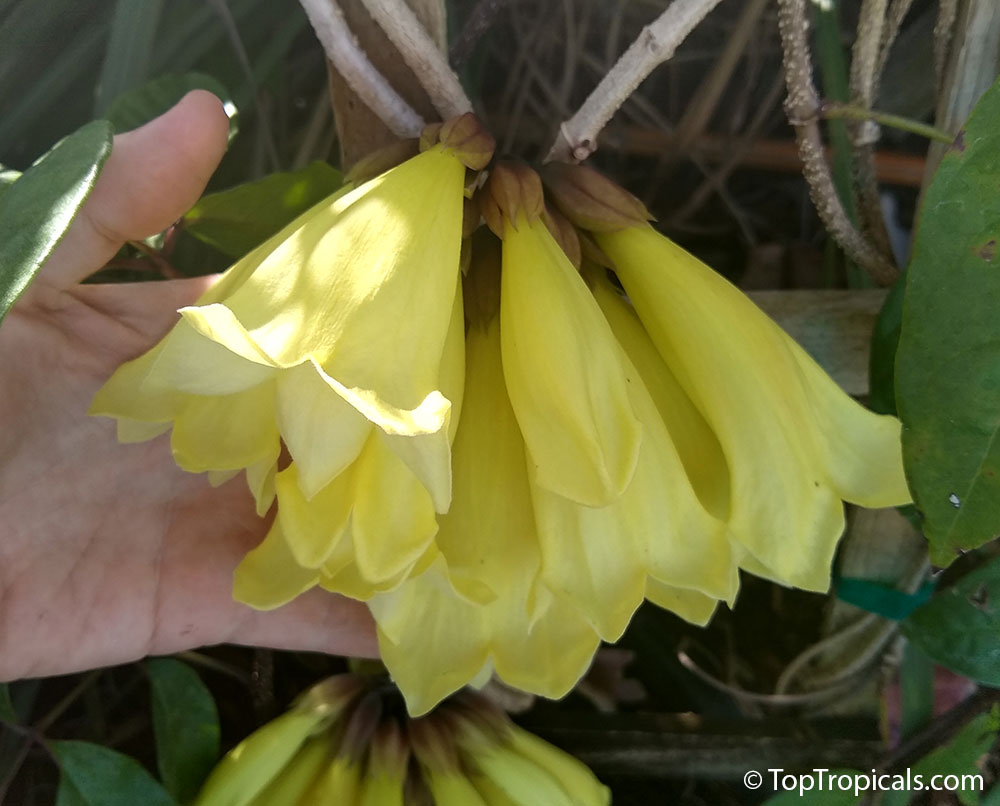 Tecomanthe Aurea, Tecomanthe dendrophylla flava, Yellow Tecomanthe 