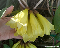 Tecomanthe Aurea, Tecomanthe dendrophylla flava, Yellow Tecomanthe 