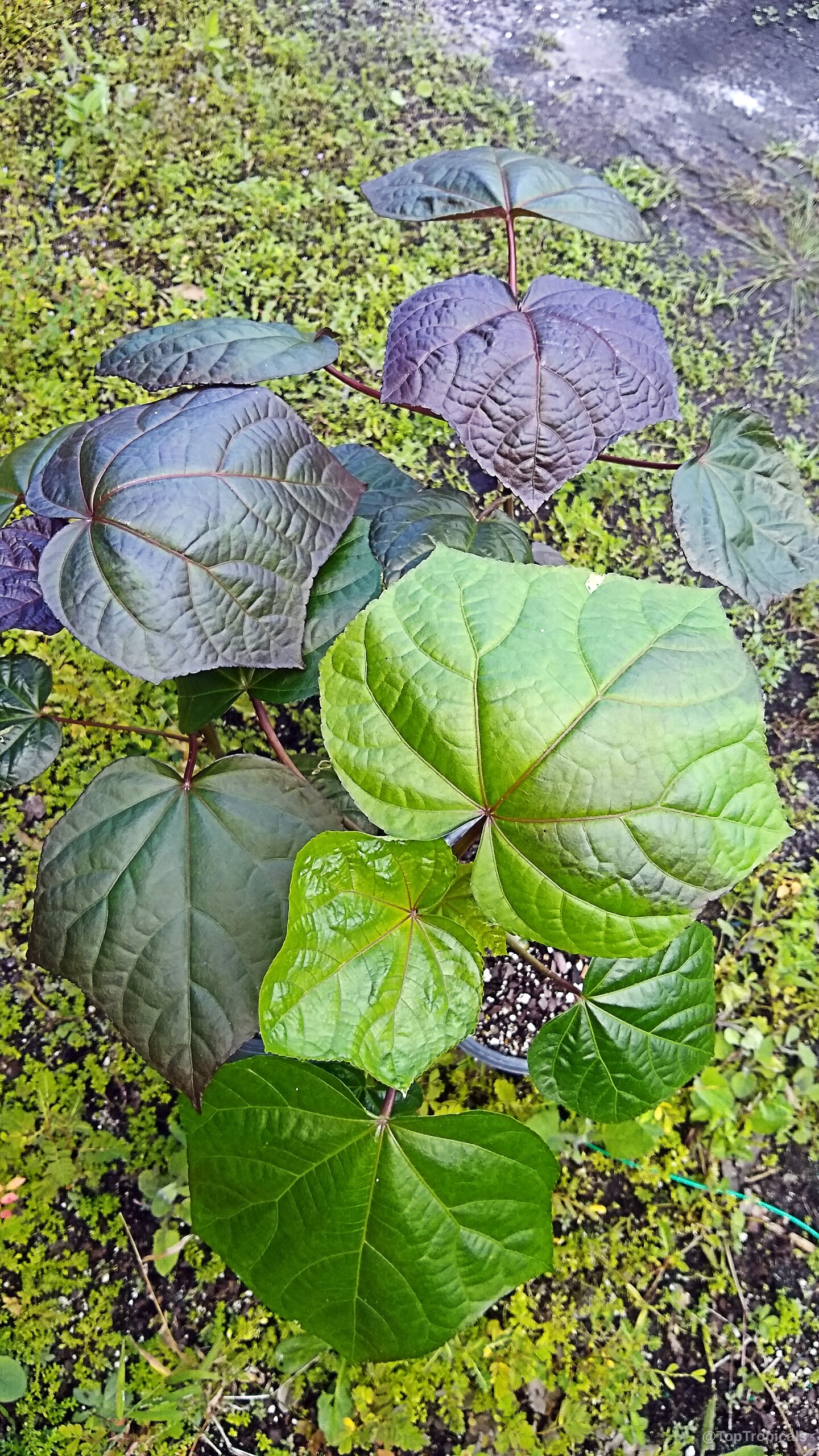Abelmoschus manihot (South Sea Salad Tree) leaves with deep purple and light green coloring on branches Abelmoschus manihot (South Sea Salad Tree) with dark purple and vibrant green heart-shaped leaves plant