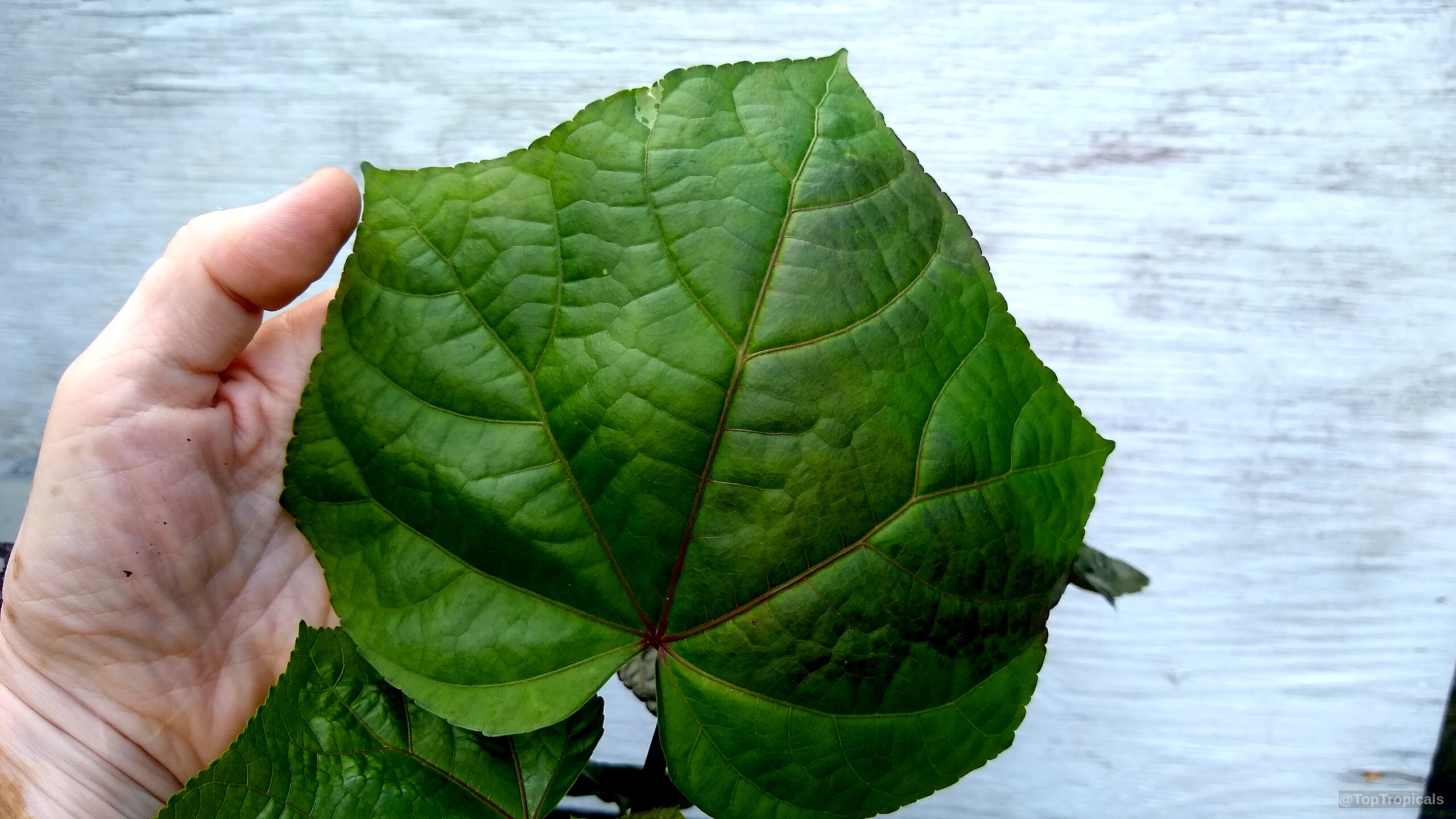 Abelmoschus manihot (South Sea Salad Tree) leaf held in a hand for scale comparison Abelmoschus manihot (South Sea Salad Tree) large green leaf held by hand close up