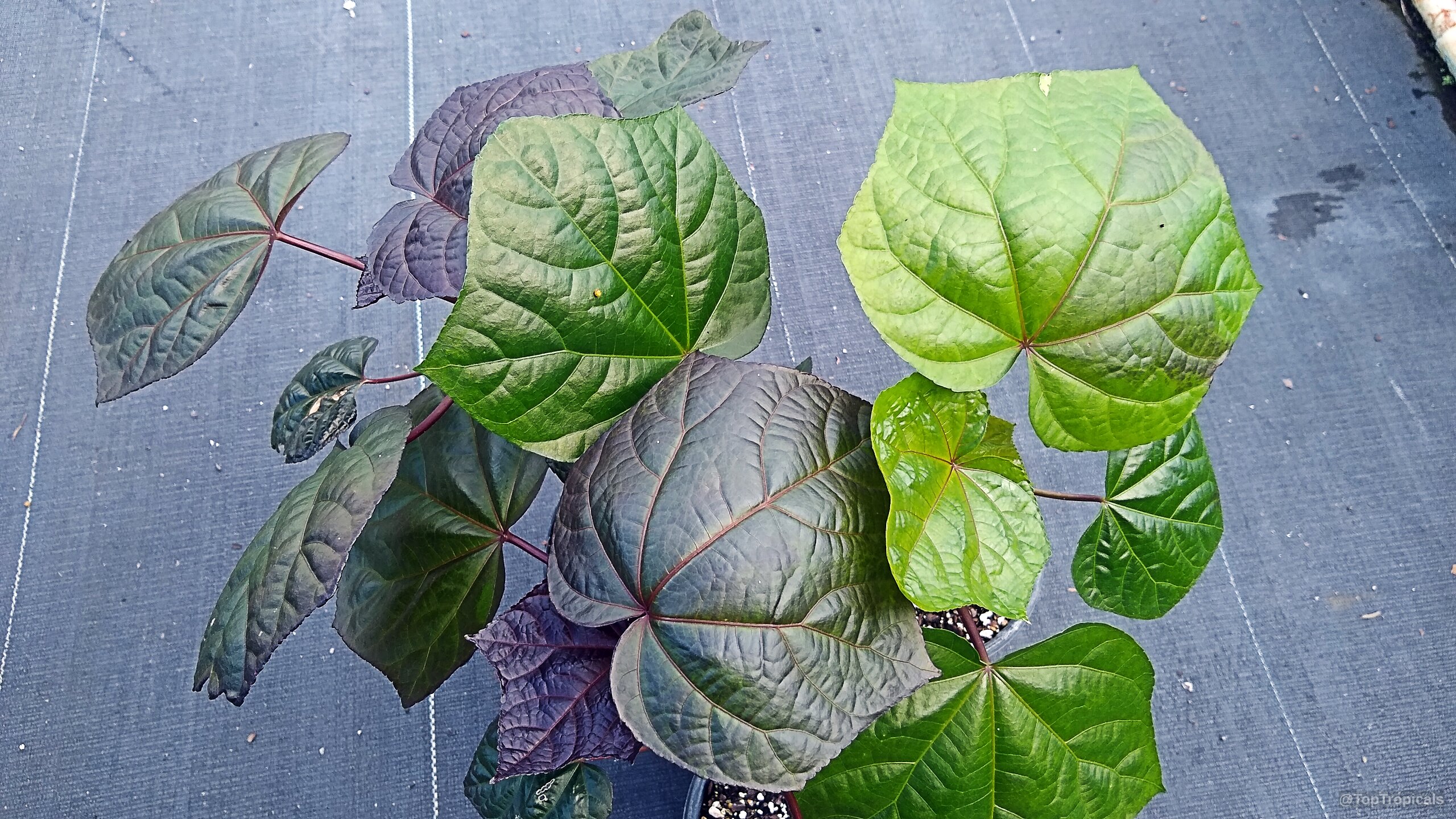 Abelmoschus manihot (South Sea Salad Tree) with large colorful purple and green foliage from above Abelmoschus manihot (South Sea Salad Tree) purple and green leaves close up plant