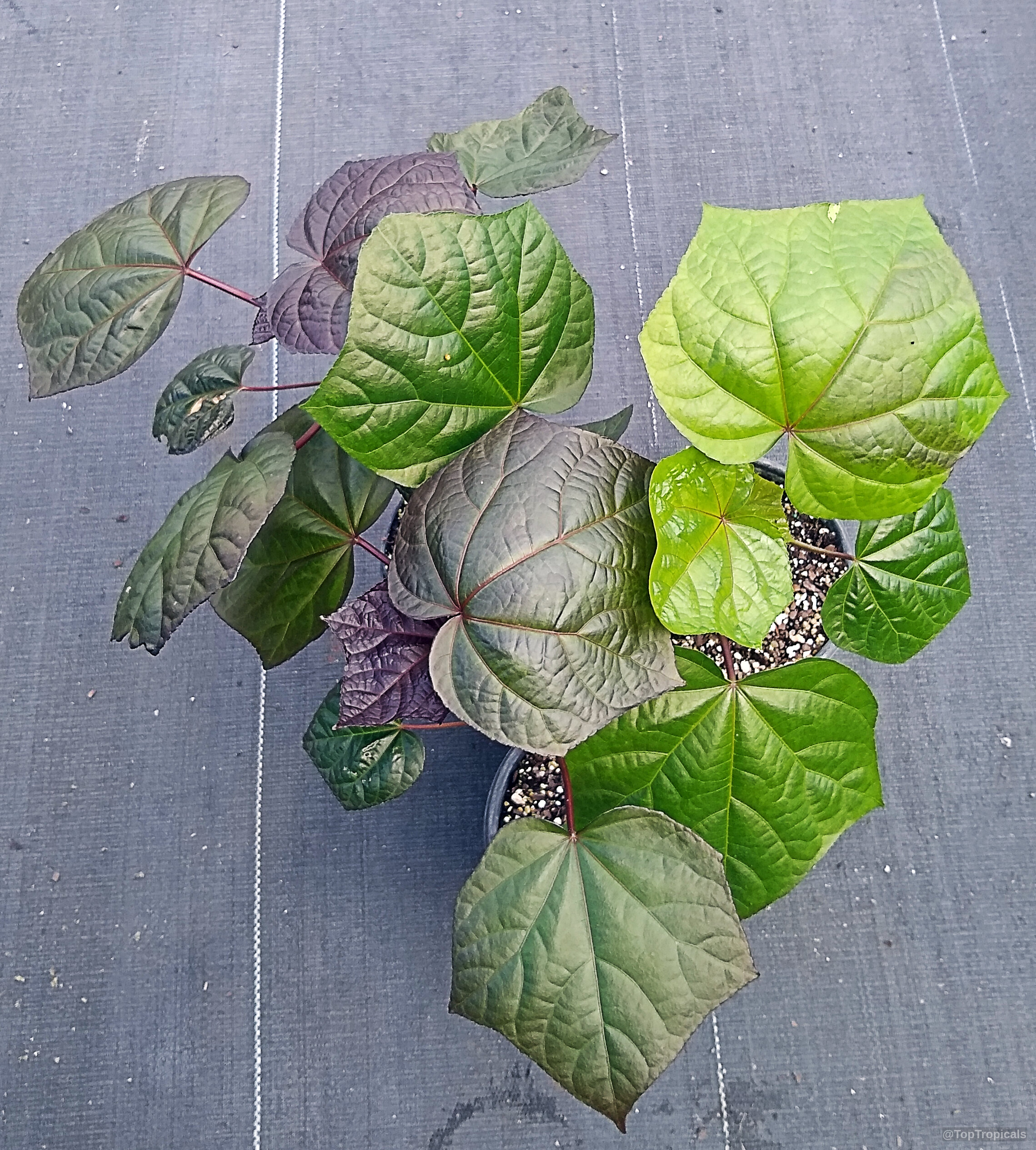 Abelmoschus manihot (South Sea Salad Tree) leaves show off vibrant purple and lime green shades. Abelmoschus manihot (South Sea Salad Tree) purple and lime green leaves plant in nursery pot.