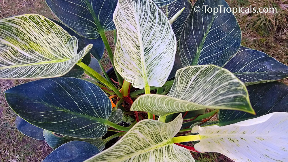 Tropical Philodendron