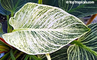 Philodendron Birkin, Striped Delight

Click to see full-size image