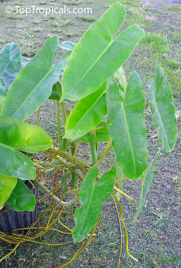 Philodendron 'Burle Marx', Philodendron 'Burle Marx'