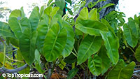 Philodendron 'Burle Marx', Philodendron 'Burle Marx'

Click to see full-size image